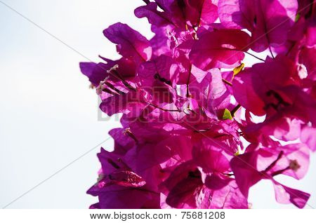 Bougainvillea
