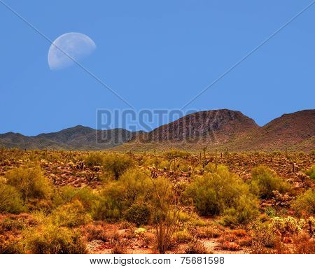 Desert Moon