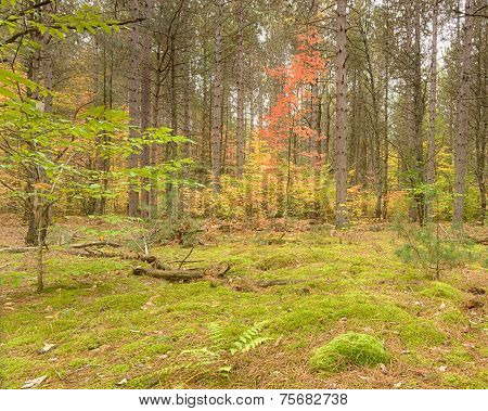 Mossy Glade, Ausable Trail, Hartwick Pines State Park, MI