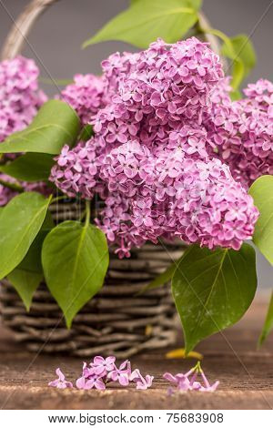 Lilac Flower