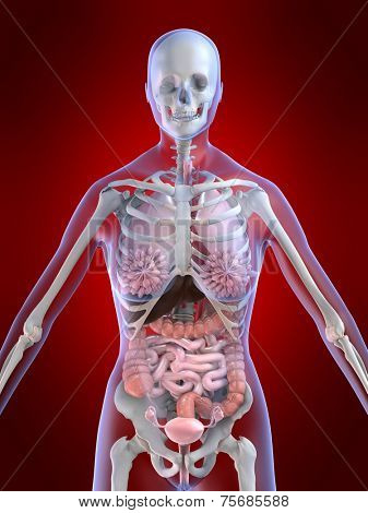 female anatomy