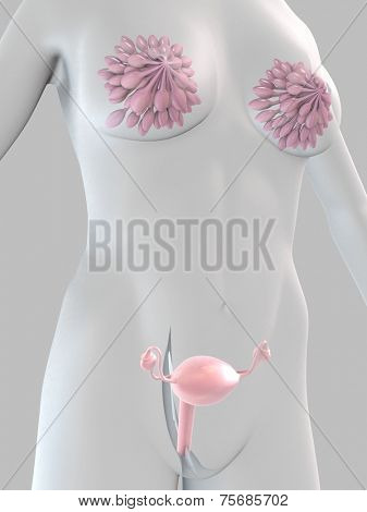 female anatomy