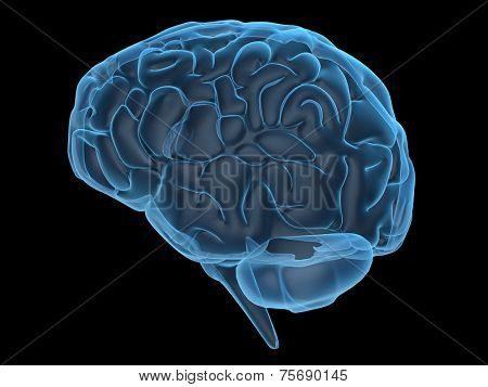 3d brain