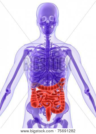 human anatomy with highlighted intestines