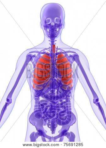 human anatomy with highlighted lung