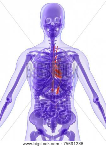human anatomy with highlighted heart