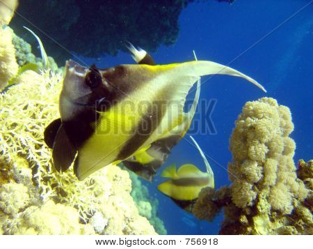 Bannerfish
