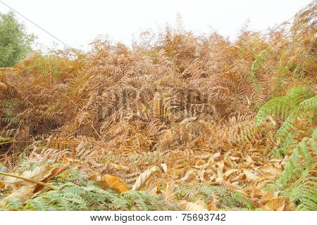 brown and green ferns
