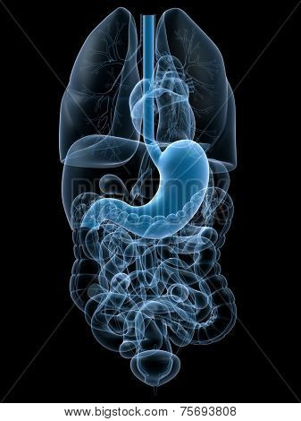 human stomach