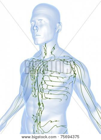 lymphatic system