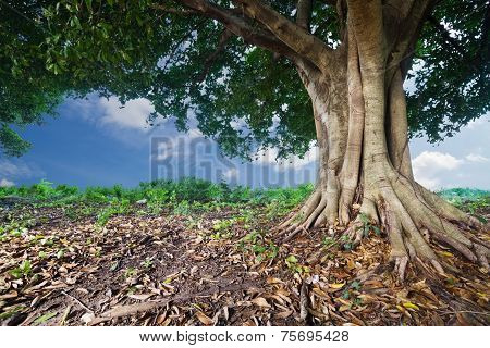 Banyan Tropical Tree