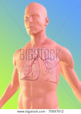 lung