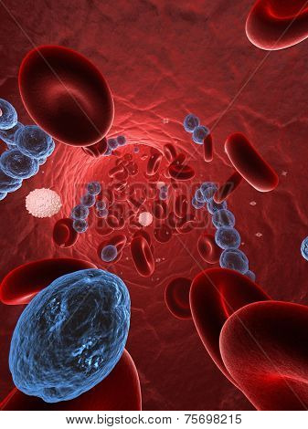 streptococci in blood