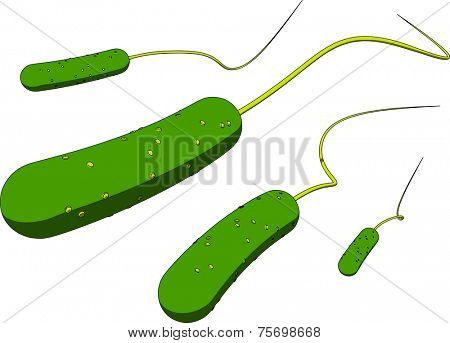 road shaped bacteria
