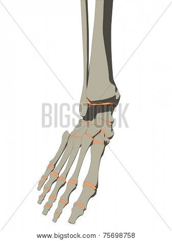 skeletal foot