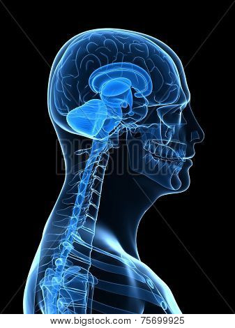 human brain