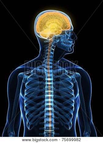 human brain