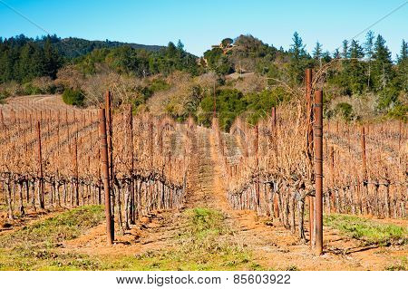 Vineyard