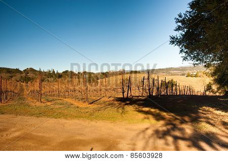 Vineyard