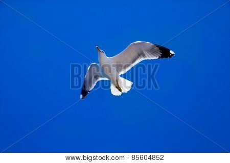 The seagull flies against the blue sky.