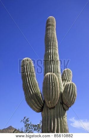 Giant Saguaro cactus