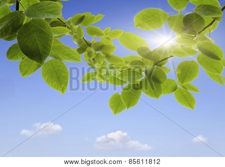planed floor and grass on the background bokeh