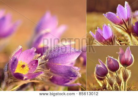 Spring background with meadow and blossoming flowers. Pasque Flowers - Pulsatilla grandis.