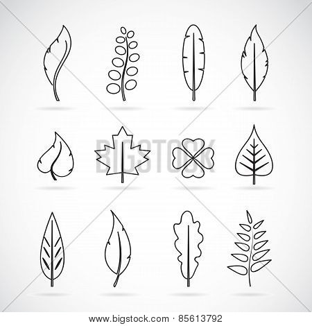 Vector Leaves Icon Set On White Background