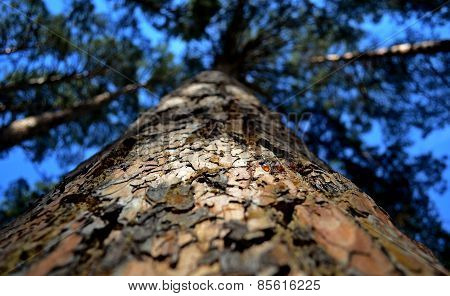 pine
