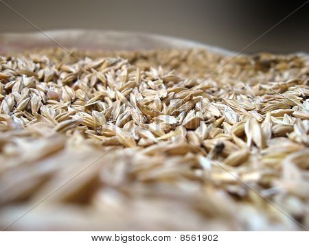 Calli di avena