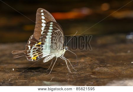 Banded Swallowtail Butterfly (papilio Demolion)