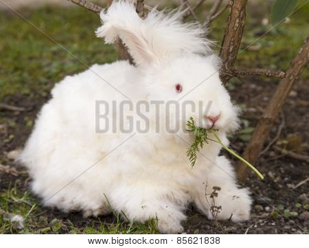 Fluffy angora rabbit eating herbs on grass
