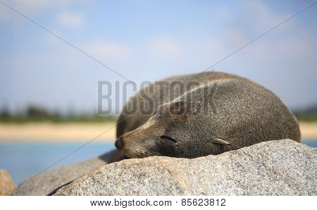 Sleepy Fur Seal