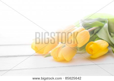 fresh yellow tulips