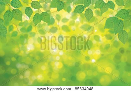 Vector Birch's Leaves On Spring  Bokeh Background.