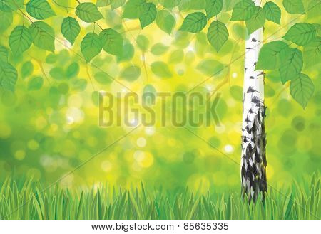 Vector Birch Tree On Spring Bokeh Background.