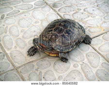 turtle