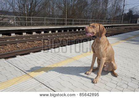 dog waiting for his master to rural station, spring day, Viszla