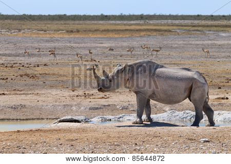 Rhino