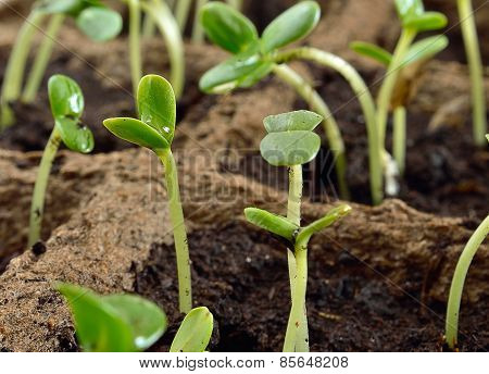 Germination Of A Green Sprout.