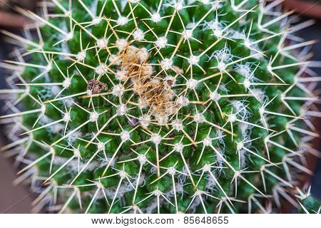 Prickles A Cactus Closeup