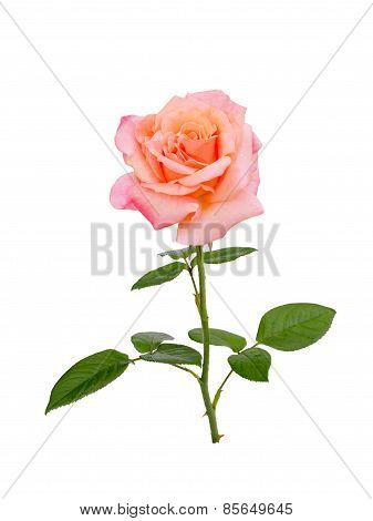 pink rose
