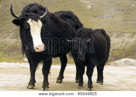 young yak with his mother