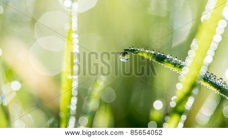 Blades Of Green Grass With Glistening Raindrops