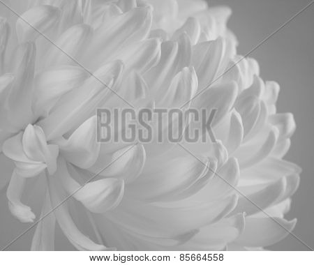 Close Up Of Mum Petals
