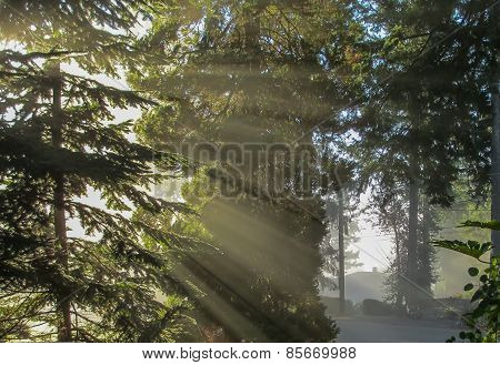 Evergreens Bathed In Rays Of Sunlight