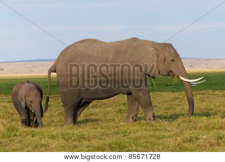 elephant with child