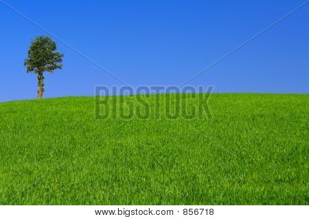 Gorgeus paesaggio con albero solitario