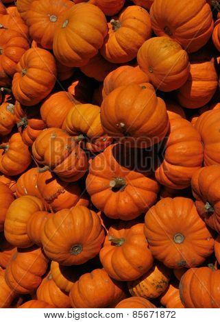 Autumn Harvest: Pumpkins