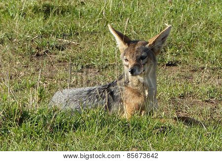 cute jackal